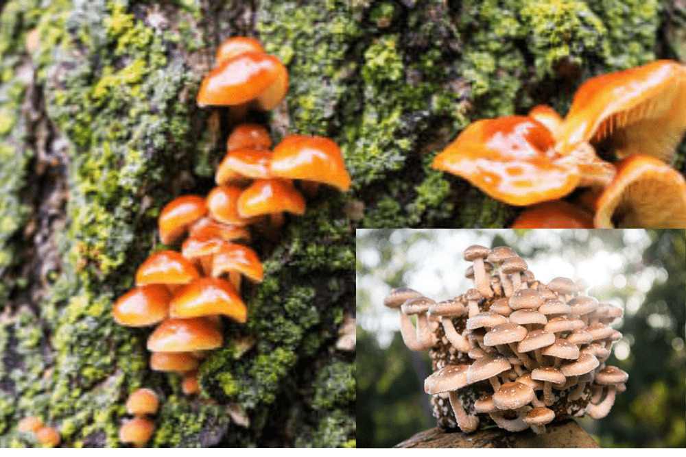 The Process of Growing Mushrooms on Trees