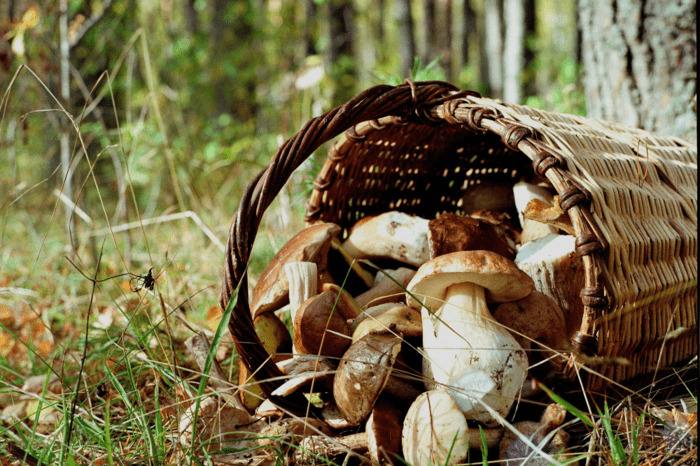 Benefits of Growing Mushrooms on Trees