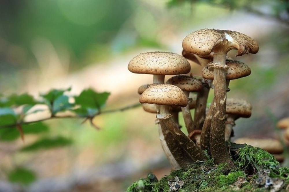 Common Challenges in Mushroom Cultivation