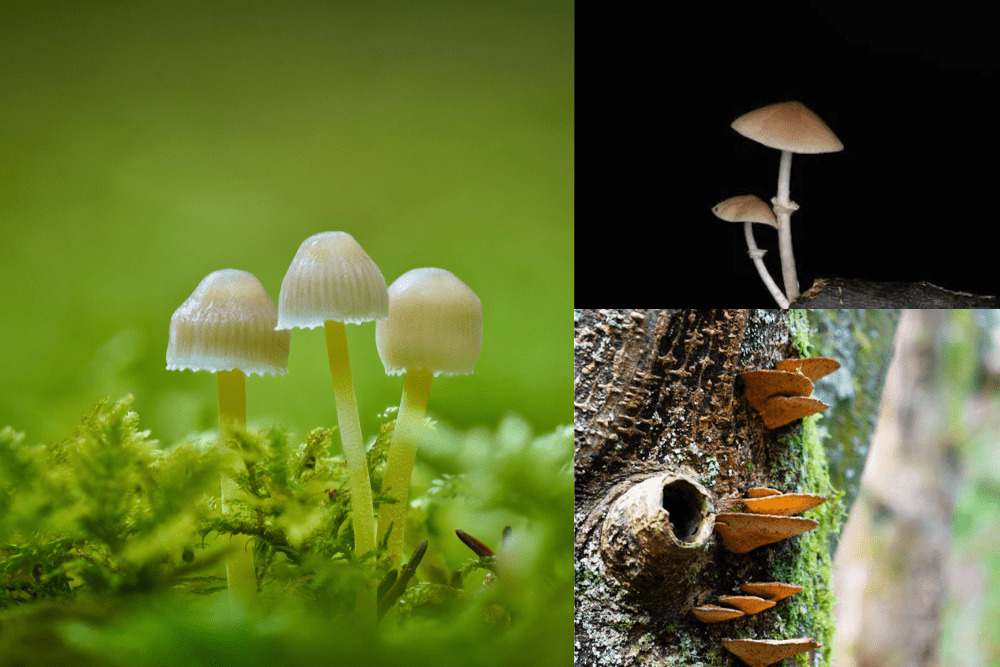 Understanding Mushrooms and Their Growth