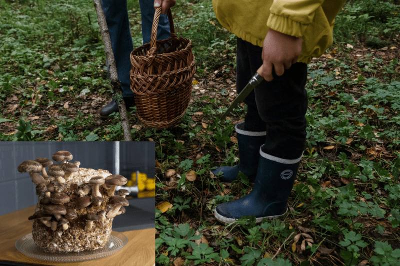 Harvesting Your Mushrooms