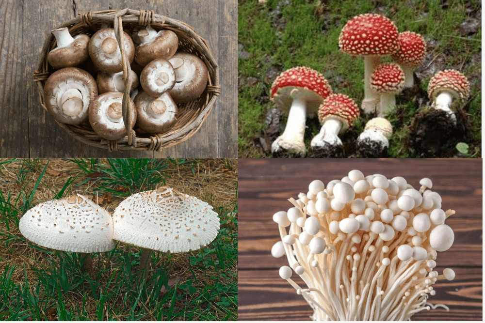 Types of Mushrooms That Grow on Trees