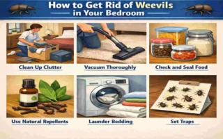 how to get rid of weevils in my house bedroom