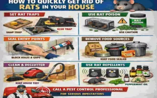 How to get rid of rats in the house quickly?