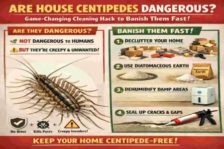Are House Centipedes Dangerous? Game-Changing Cleaning Hack to Banish Them Fast