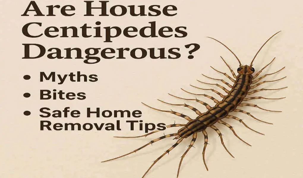 Are House Centipedes Dangerous? Myths, Bites & Safe Home Removal Tips