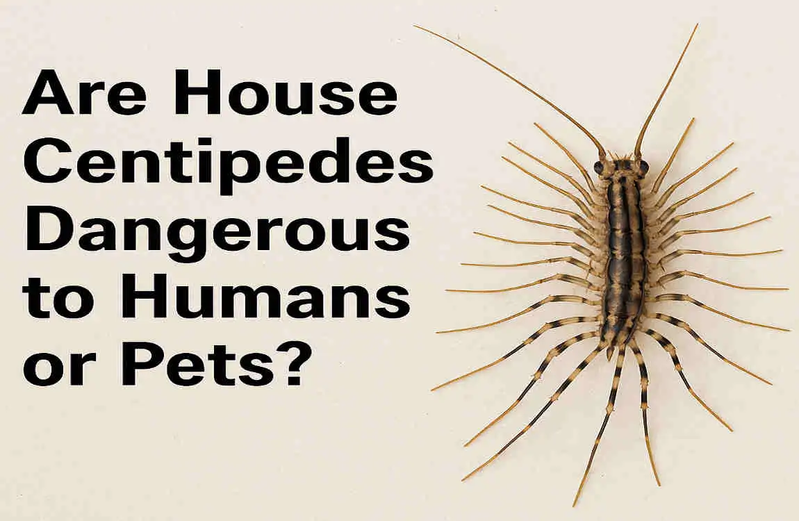 Are House Centipedes Dangerous? Myths, Bites & Safe Home Removal Tips