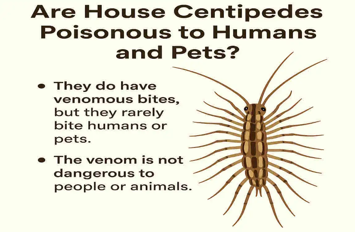 Are House Centipedes Poisonous? Proven Cleaning Hacks to Banish Them Safely
