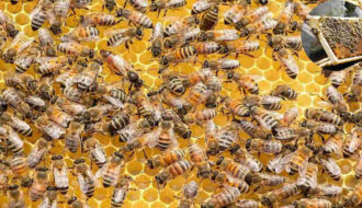 can you keep bees in your house garden uk