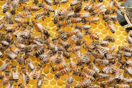 can you keep bees in your house garden uk