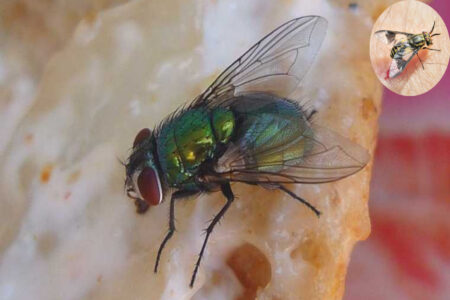 do house flies bite