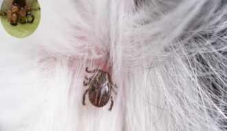 how long can ticks live in a house