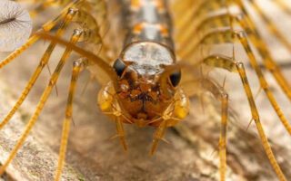 are house centipedes dangerous