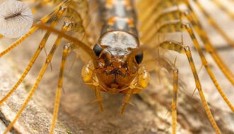 are house centipedes dangerous