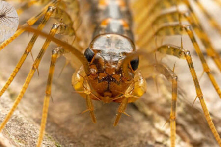 are house centipedes dangerous