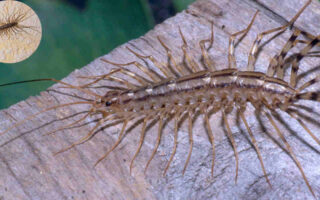 are house centipedes poisonous