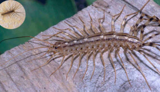 are house centipedes poisonous