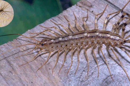 are house centipedes poisonous