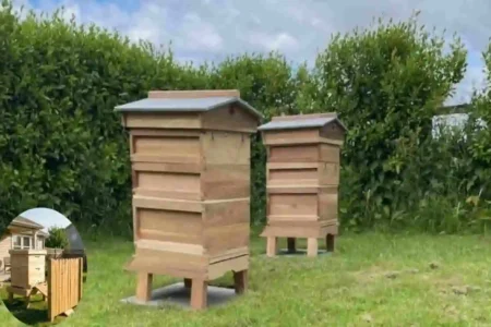 can you keep bees in your house garden uk