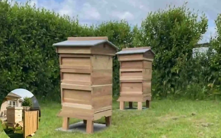can you keep bees in your house garden uk