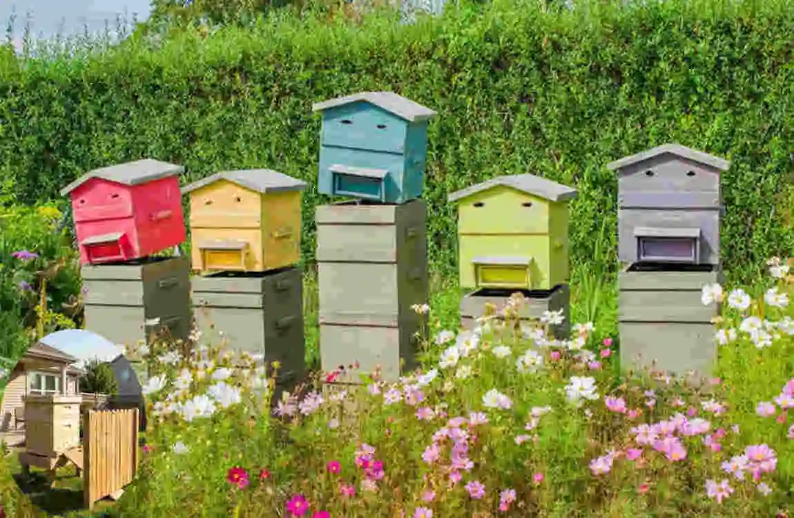 can you keep bees in your house garden uk