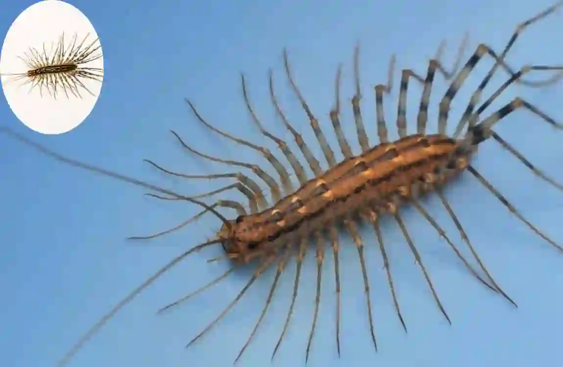 are house centipedes poisonous cleaning