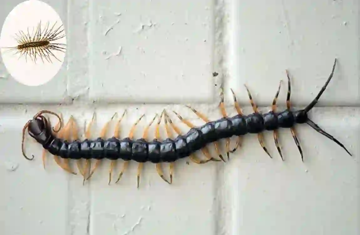 are house centipedes poisonous cleaning