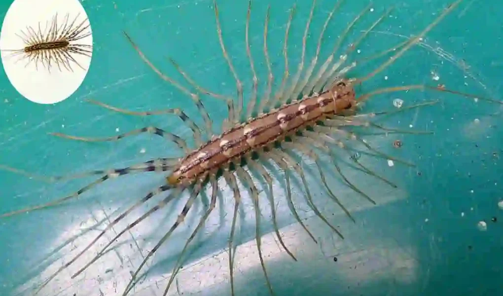 are house centipedes poisonous cleaning