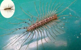 are house centipedes poisonous cleaning
