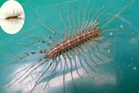 are house centipedes poisonous cleaning