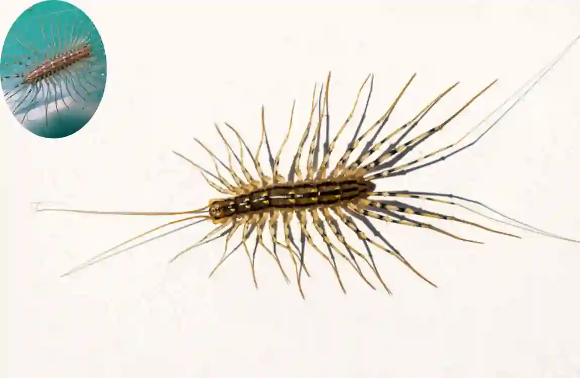 are house centipedes poisonous cleaning