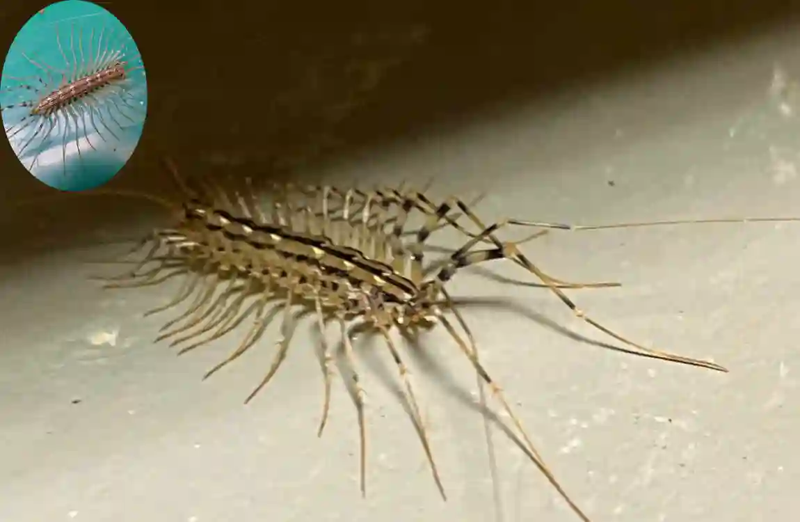 are house centipedes dangerous cleaning hack