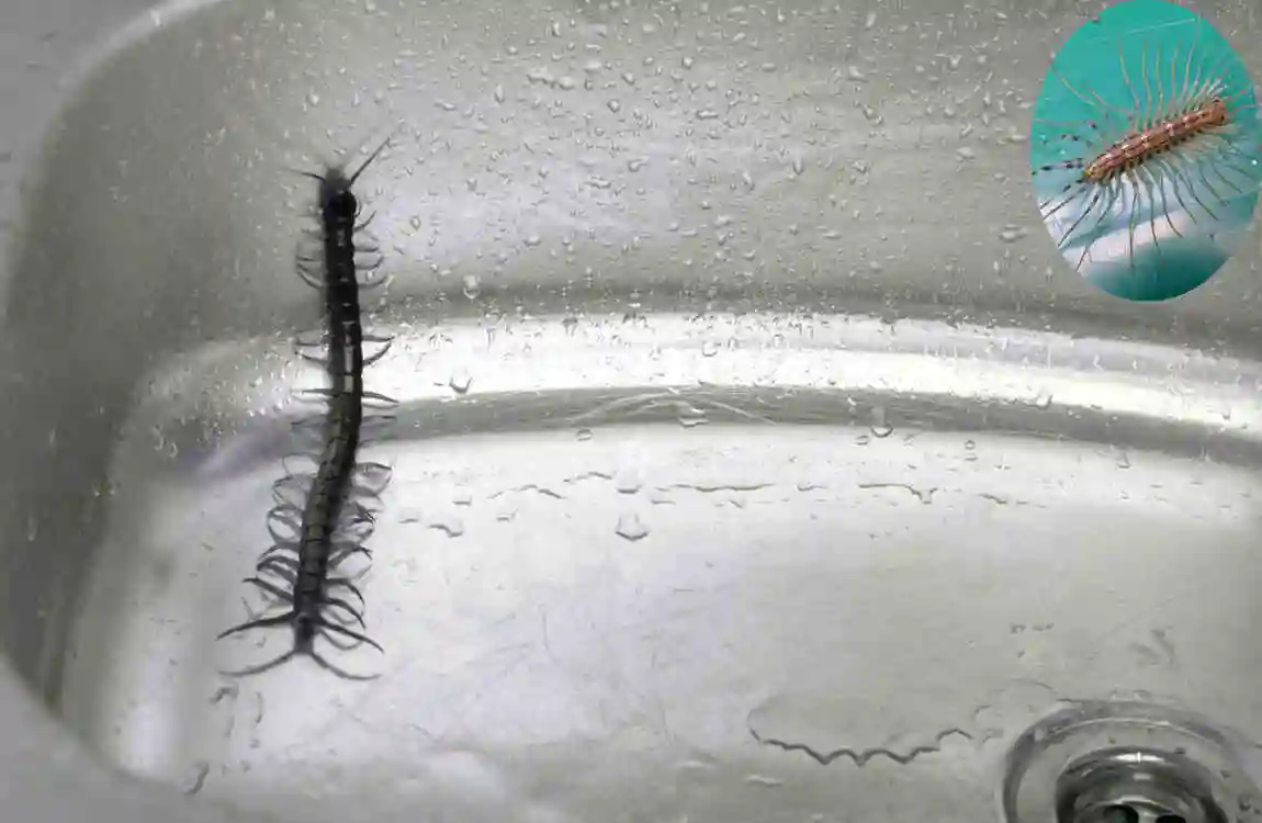 are house centipedes dangerous cleaning hack