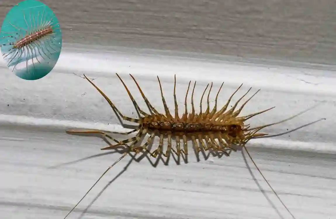 are house centipedes dangerous cleaning hack
