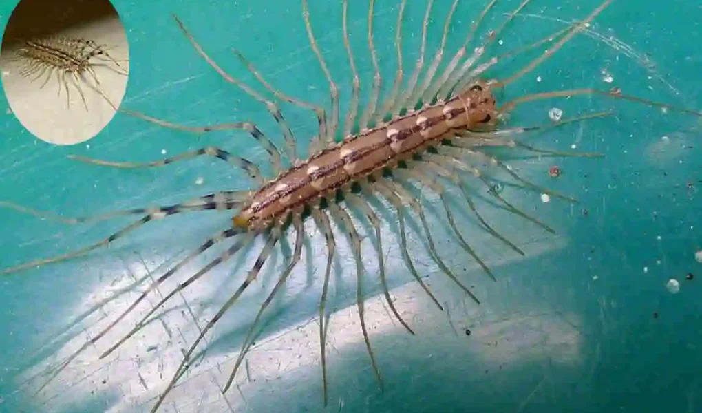 are house centipedes dangerous cleaning hack