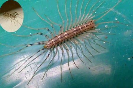 are house centipedes dangerous cleaning hack