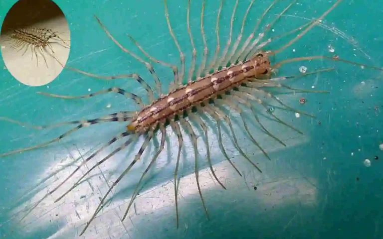 are house centipedes dangerous cleaning hack