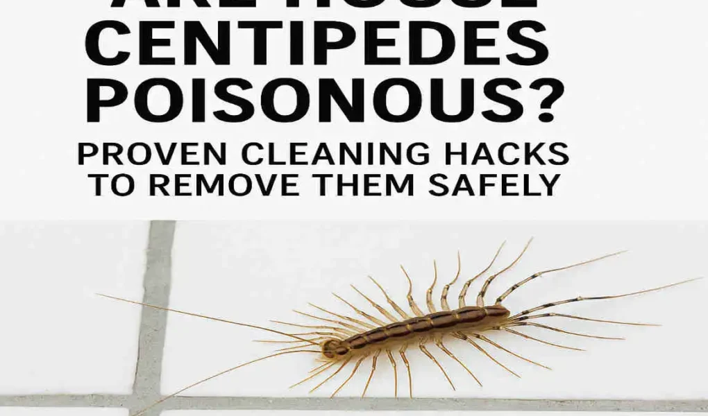 Are House Centipedes Poisonous? Proven Cleaning Hacks to Banish Them Safely