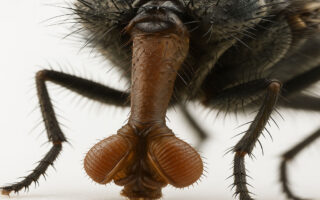 can house flies bite