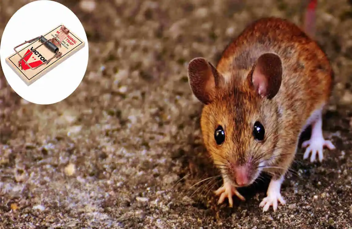 how to keep mice out of camper home remedies