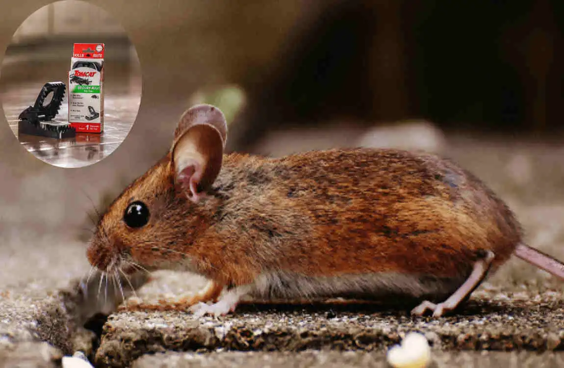 how to keep mice out of camper home remedies