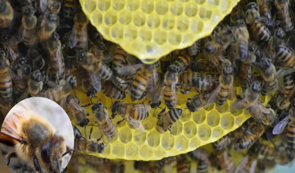 why do bees keep coming in my house