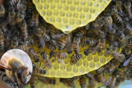 why do bees keep coming in my house