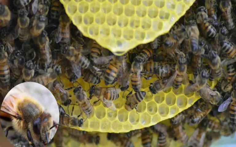 why do bees keep coming in my house