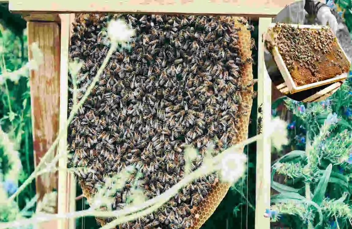 why do bees keep coming in my house