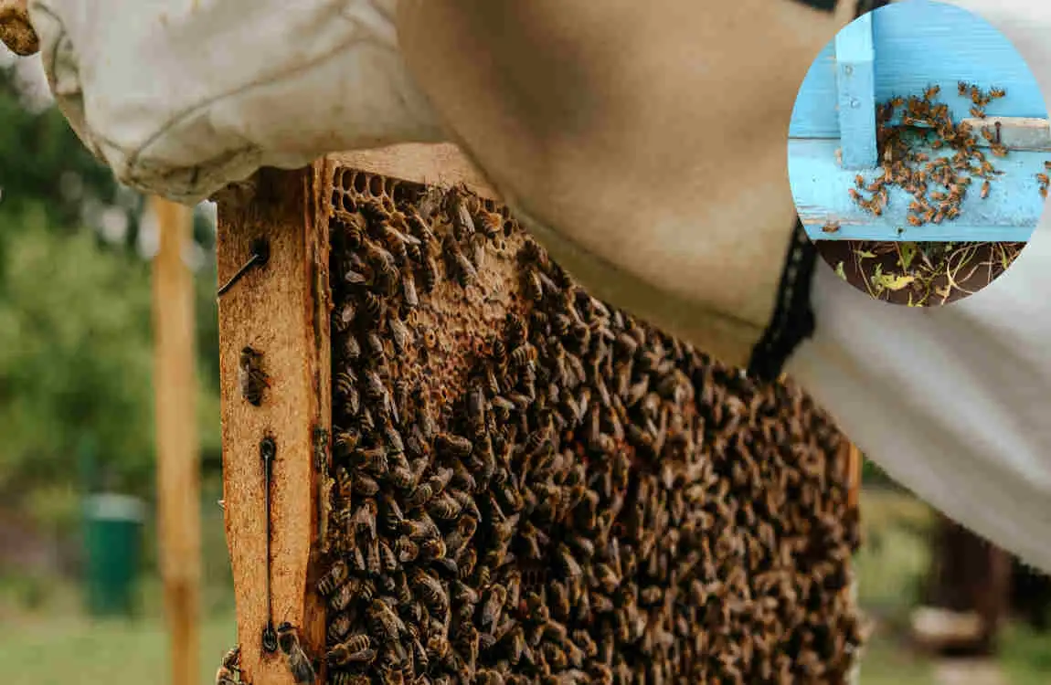 why do bees keep coming in my house