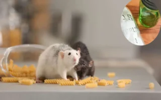 how to keep mice out of camper home remedies